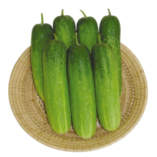 Khushi Cucumber From Known You Seed (India)-KYI